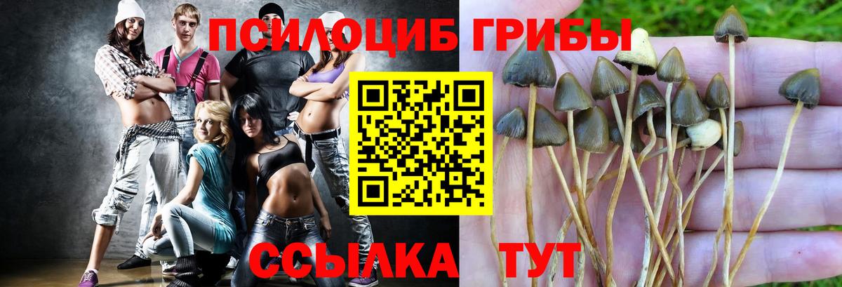Можайск  Галлюциногенные грибы Psilocybine cubensis  Вход с VPN 